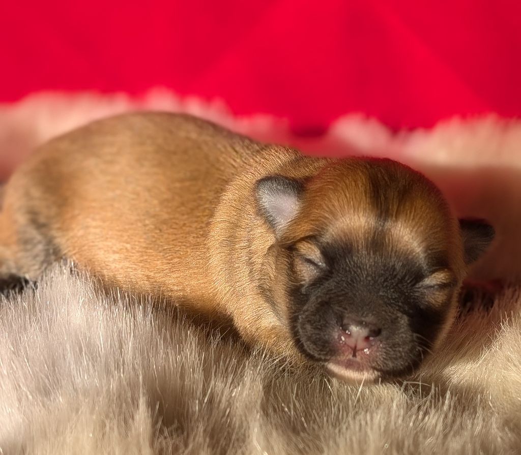 Des graines de stars - Chiot disponible  - Chihuahua