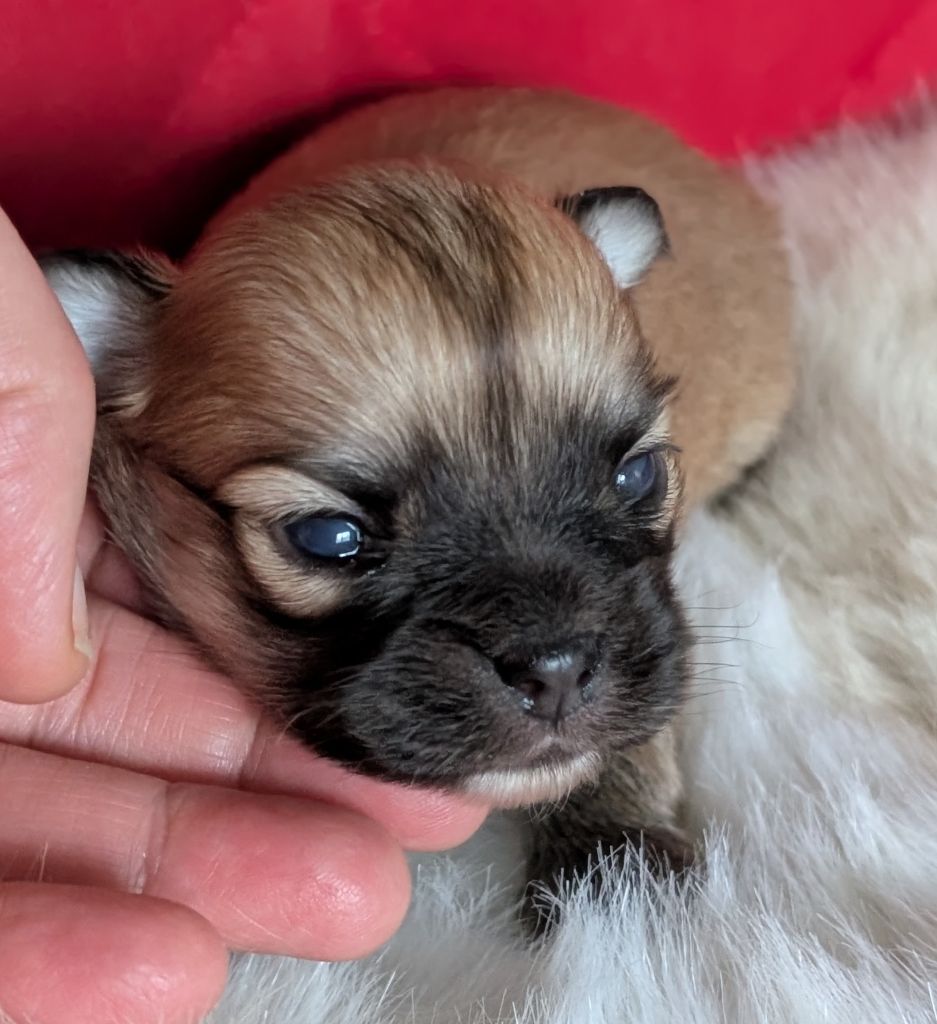 Des graines de stars - Chiot disponible  - Chihuahua