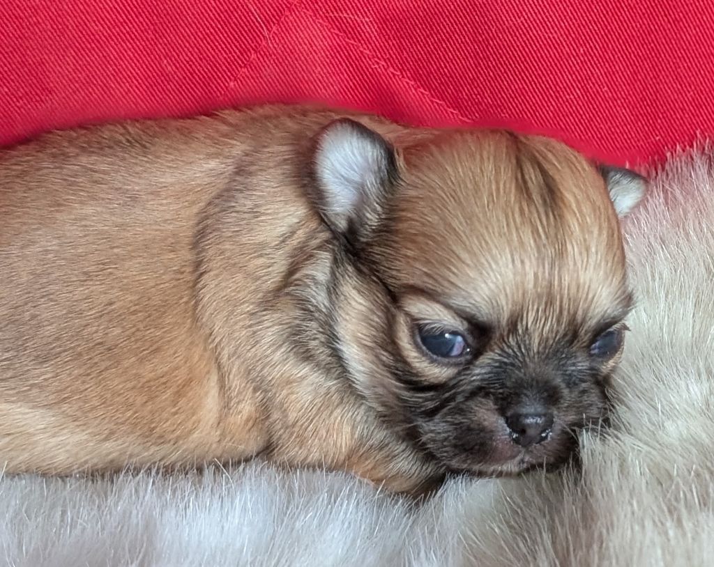 Des graines de stars - Chiot disponible  - Chihuahua