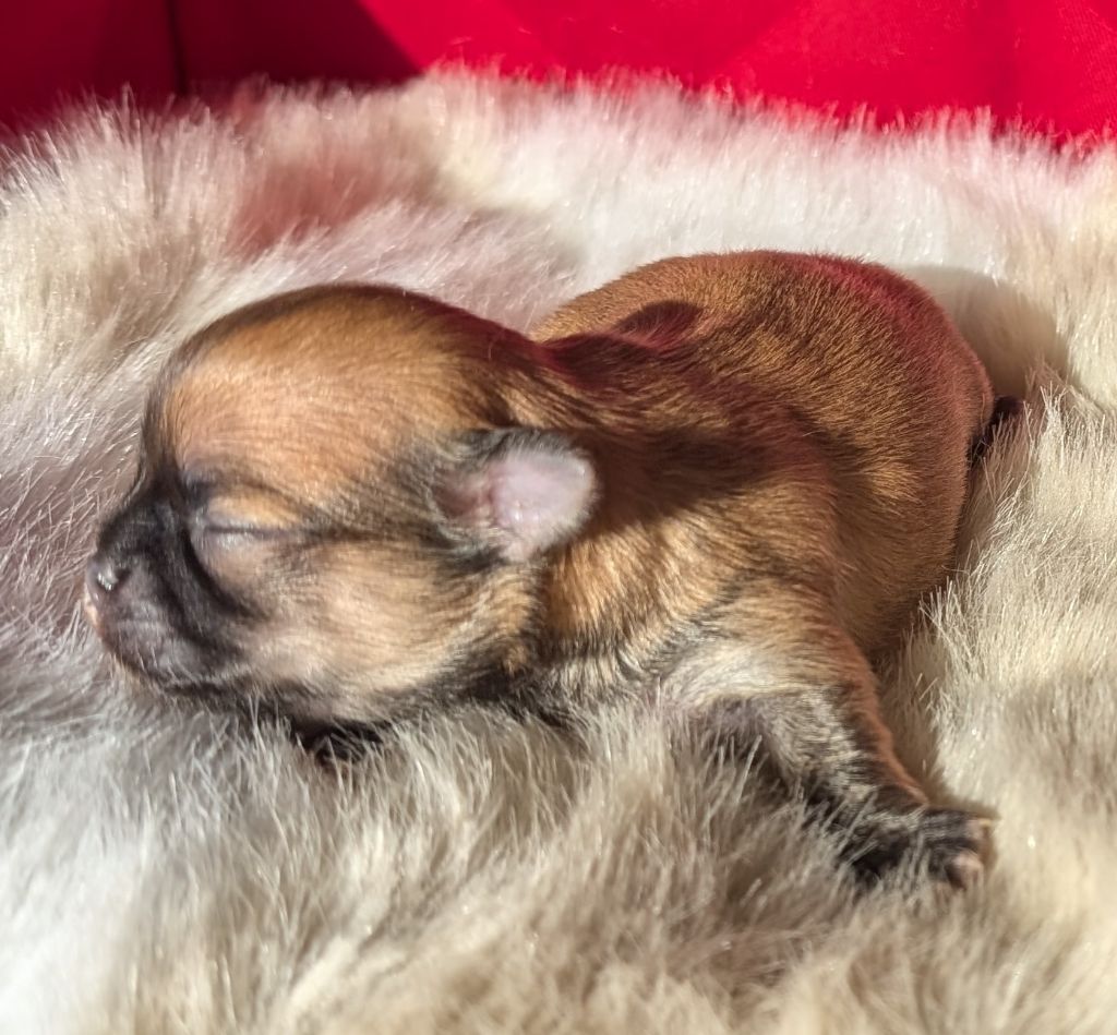 Des graines de stars - Chiot disponible  - Chihuahua