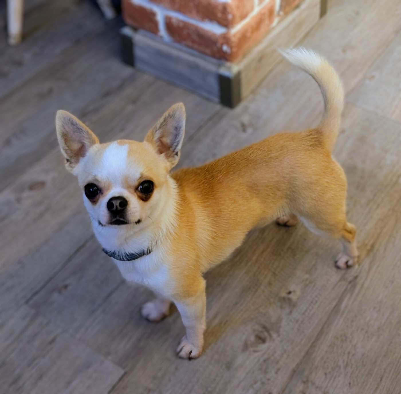 legado de lagos Veejim octavio