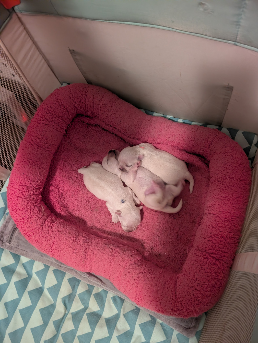 Des graines de stars - Chihuahua - Portée née le 27/11/2025