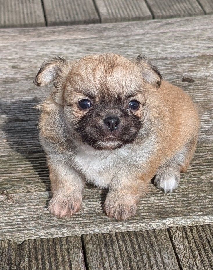 Des graines de stars - Chiots disponibles - Chihuahua