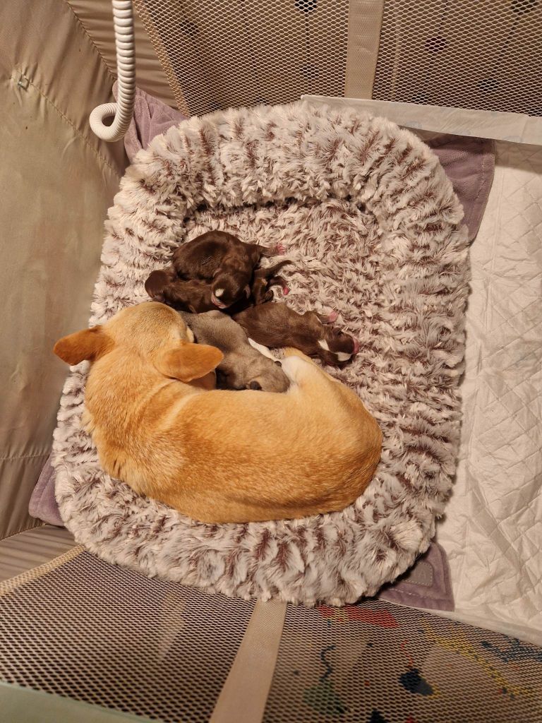 Chiot Chihuahua Des graines de stars